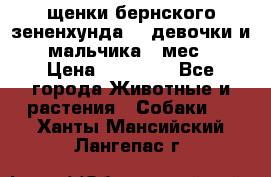 щенки бернского зененхунда. 2 девочки и 2 мальчика(2 мес.) › Цена ­ 22 000 - Все города Животные и растения » Собаки   . Ханты-Мансийский,Лангепас г.